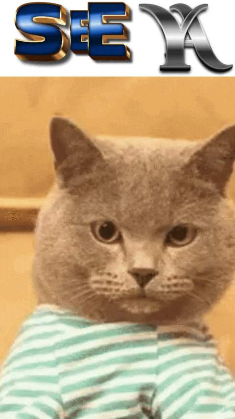 A gif of a cat responding to an email